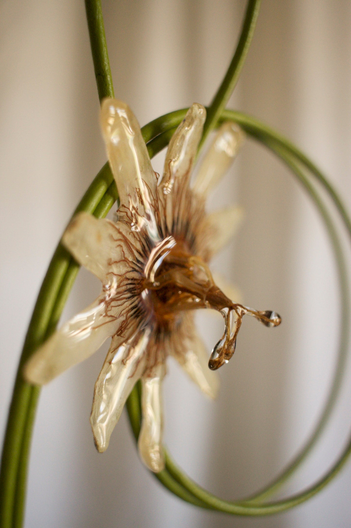 Passionflower Bolero Tie - gayle