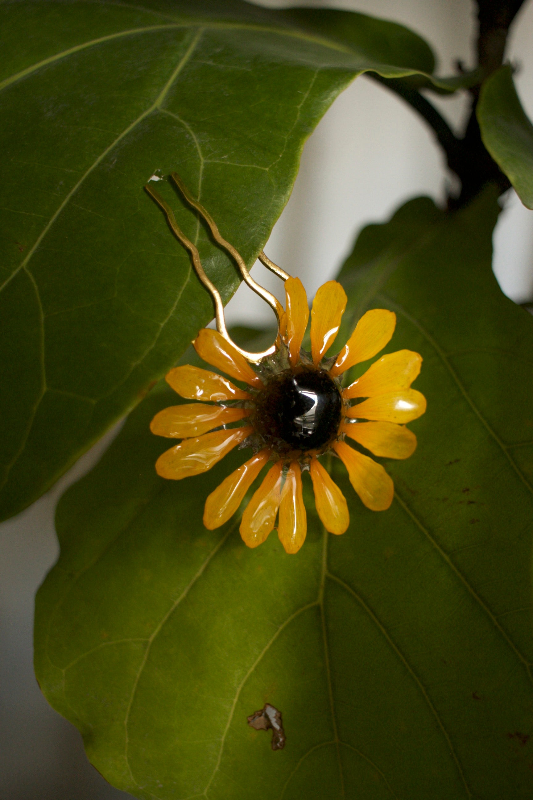 Common Sunflower Coiffure Comb