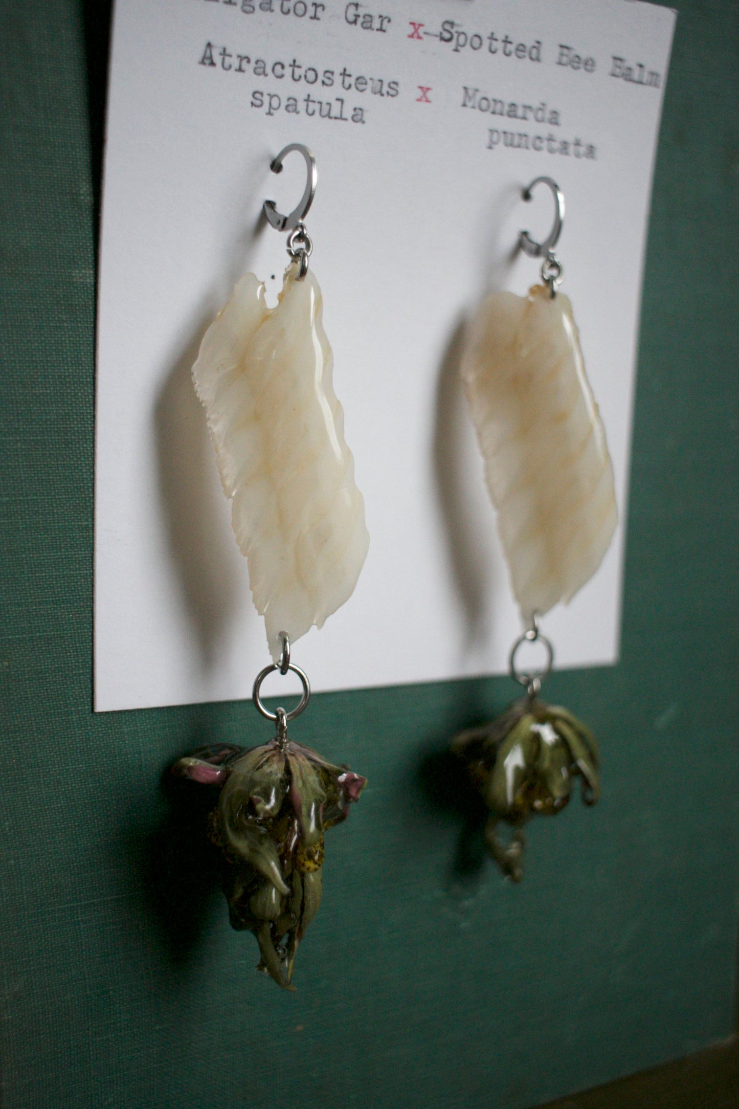 Atractosteus spatula x Monarda punctata Dangles