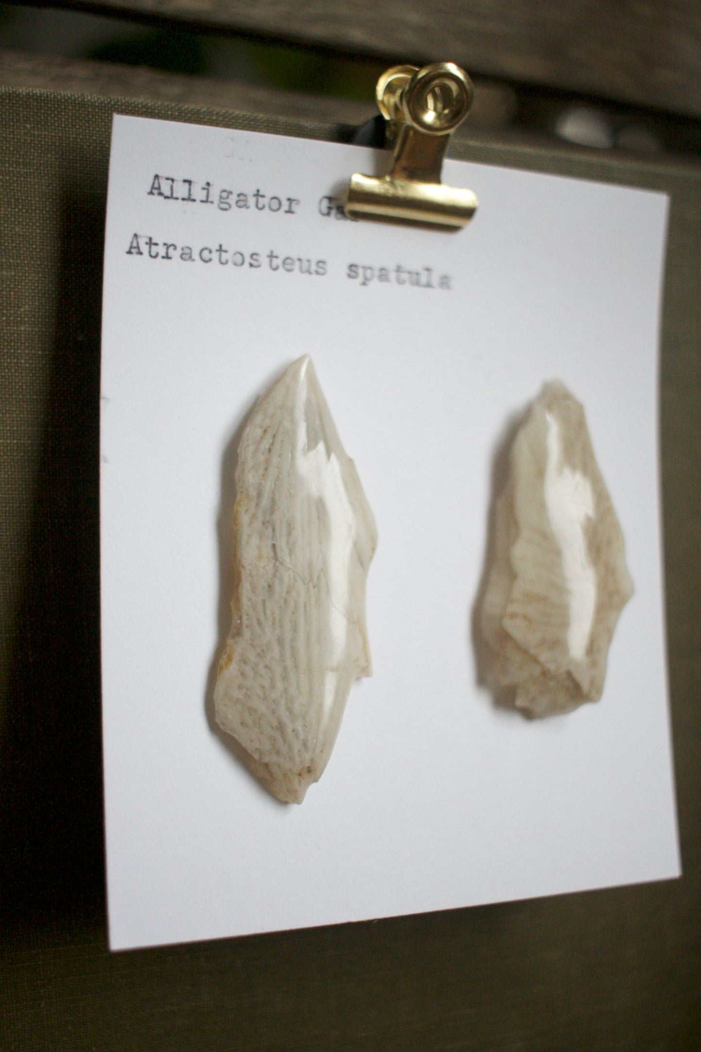 Atractosteus spatula Scute Studs