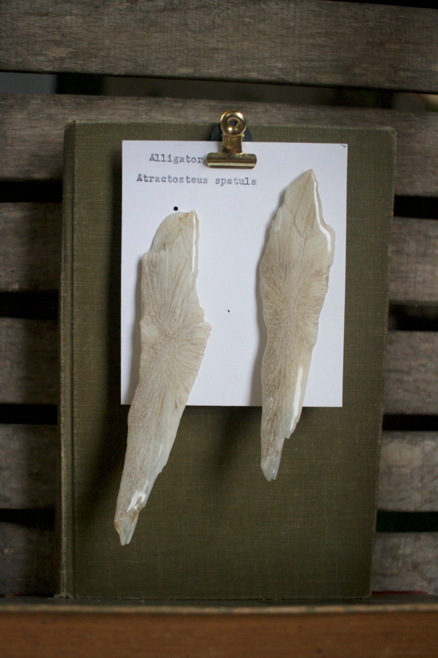 Atractosteus spatula Scute Studs