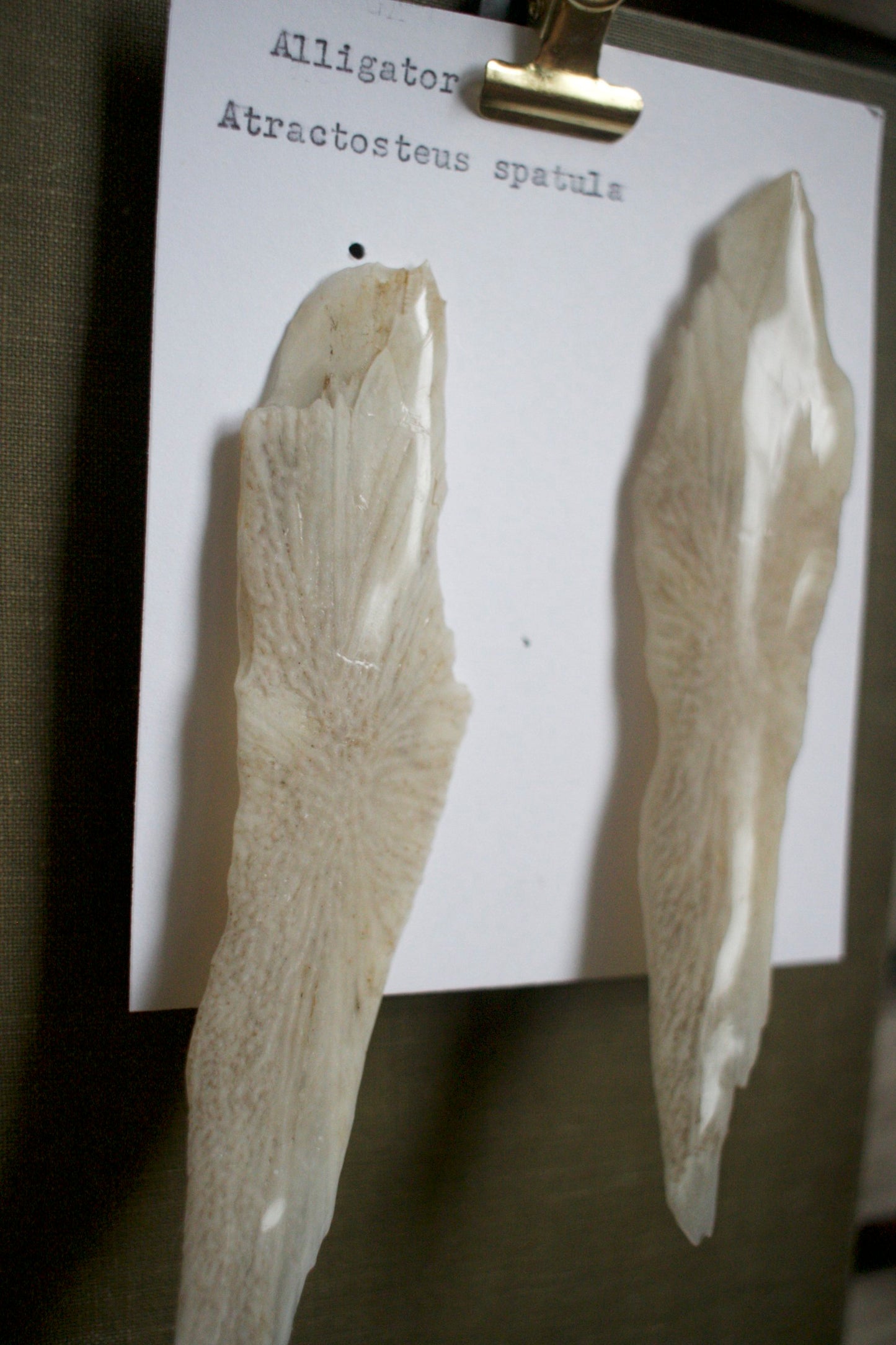 Atractosteus spatula Scute Studs