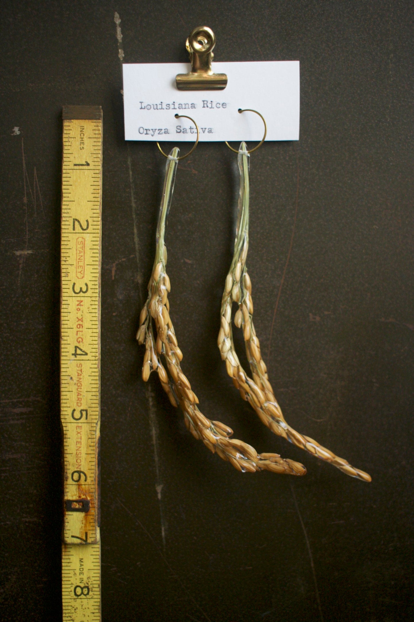 Oryza sativa Hoop Dangles