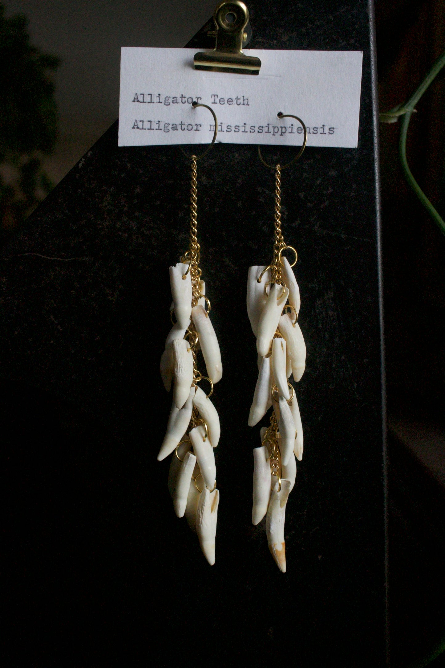 Alligator mississippiensis Dangles