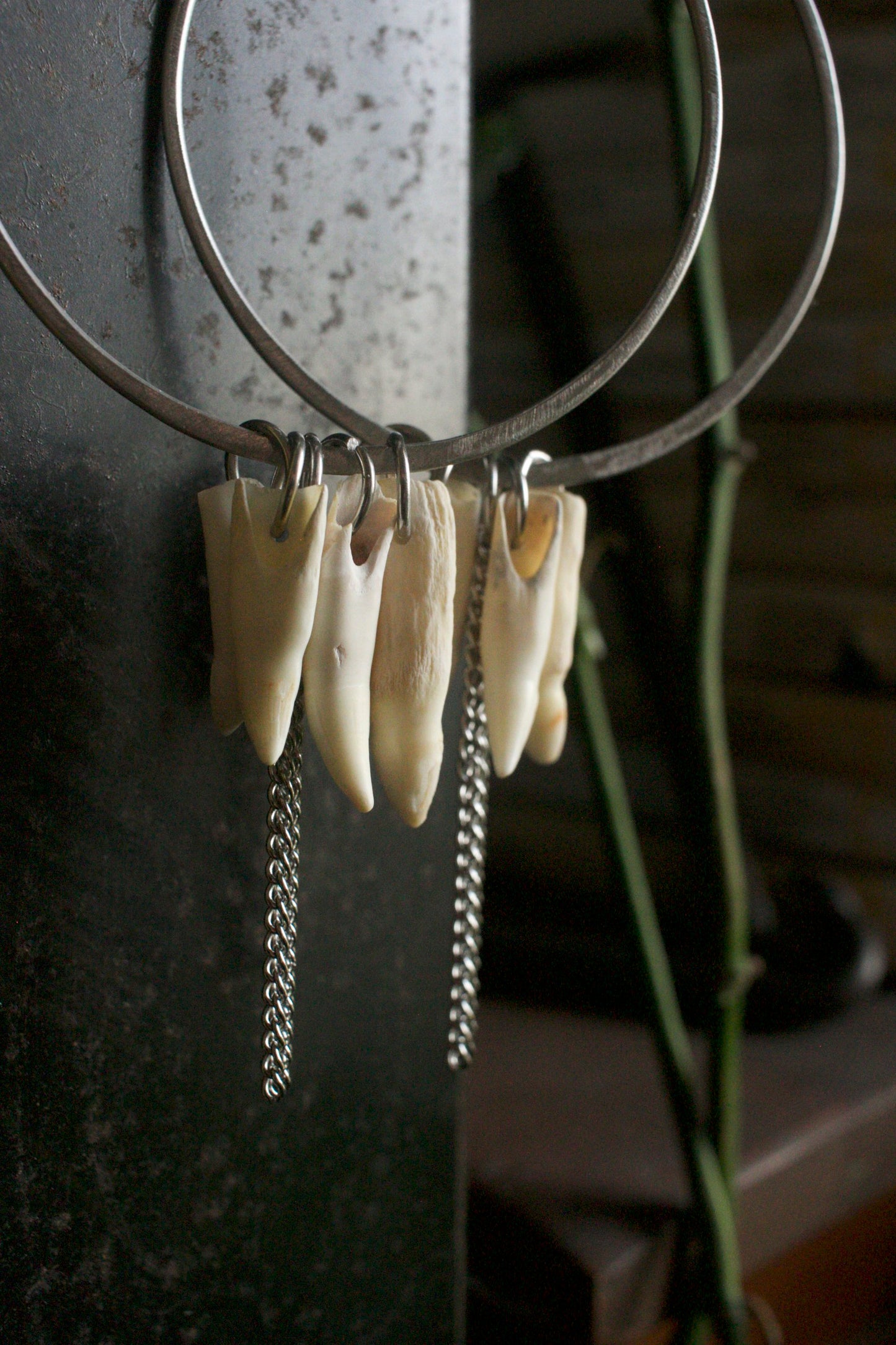 Alligator mississippiensis Hoop Dangles