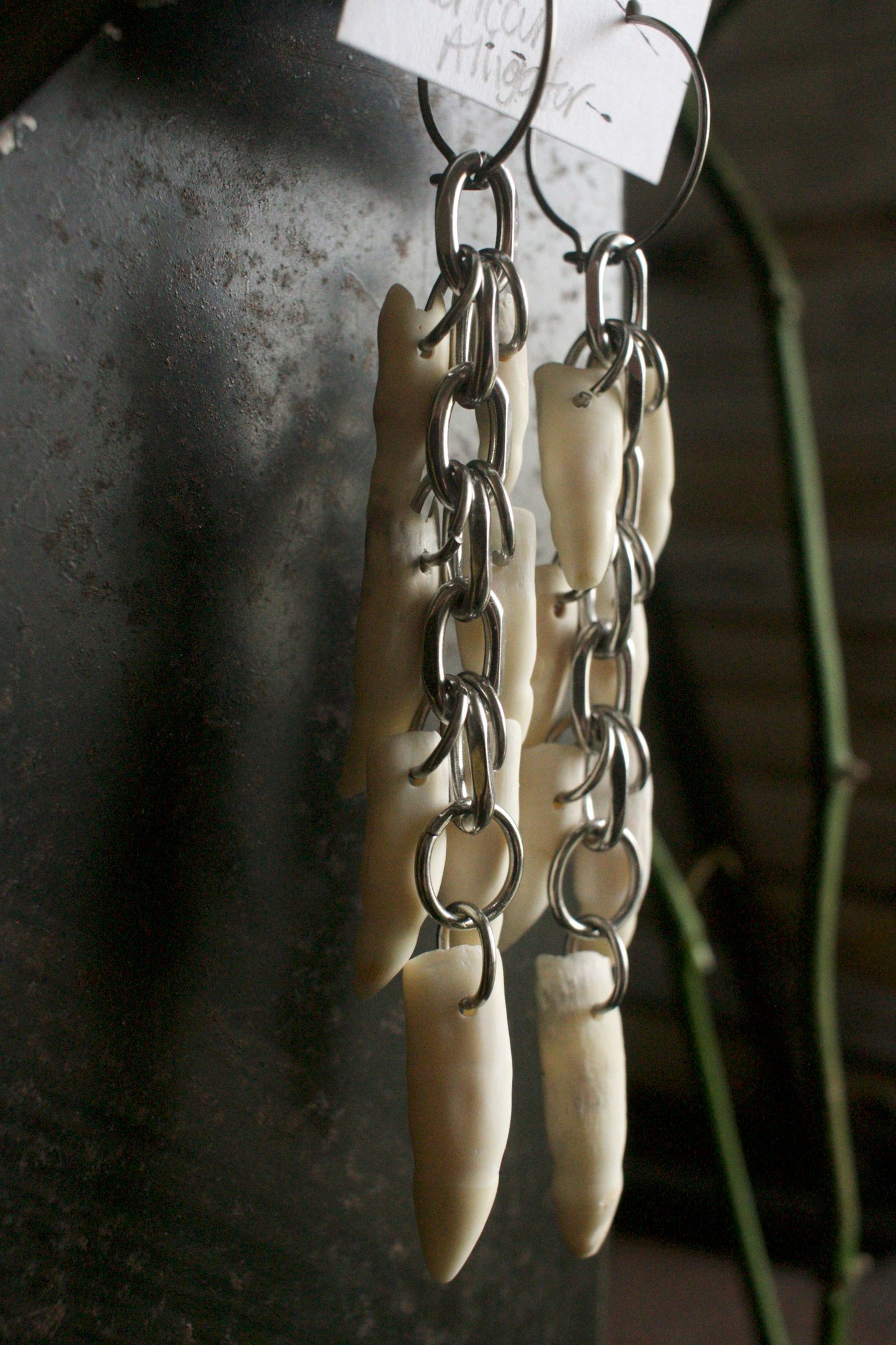 Alligator mississippiensis Dangles