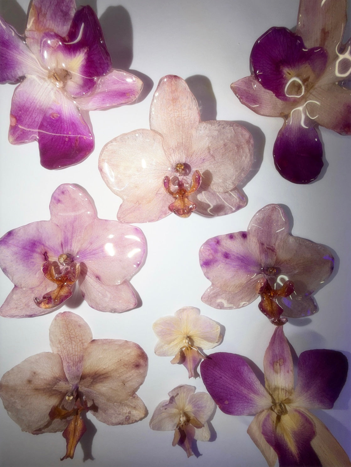Orchids