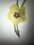Okra Blossom Bolero Tie