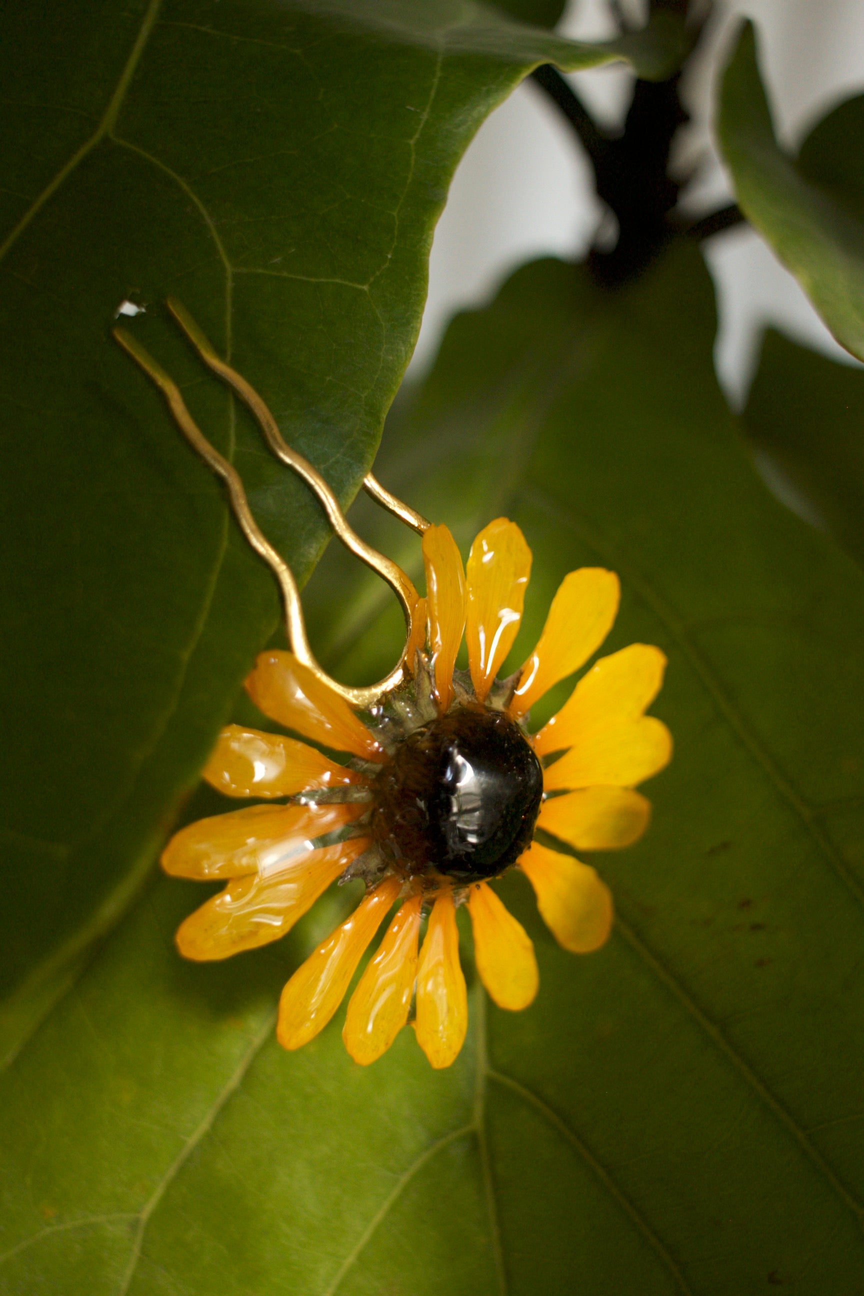 Common Sunflower Coiffure Comb