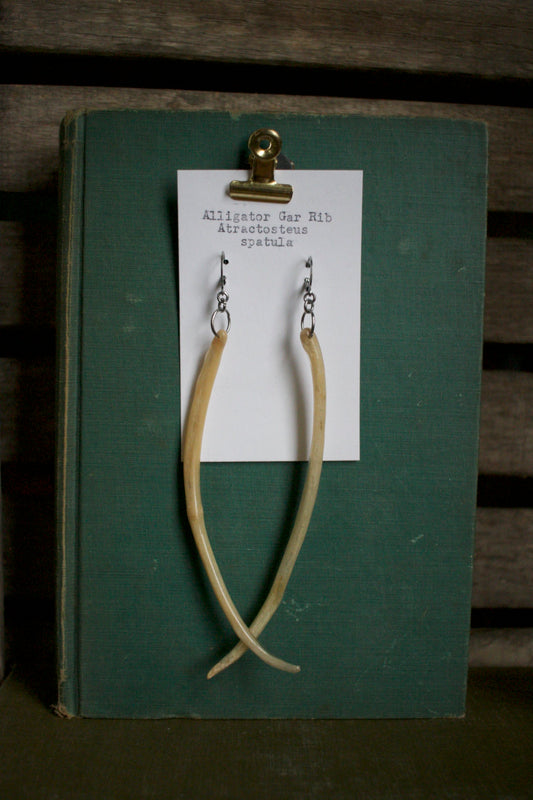 Atractosteus spatula Dangles