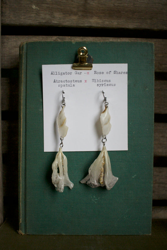 Atractosteus spatula x Hibiscus syriacus Dangles