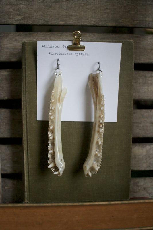 Atractosteus spatula Jaw Dangles