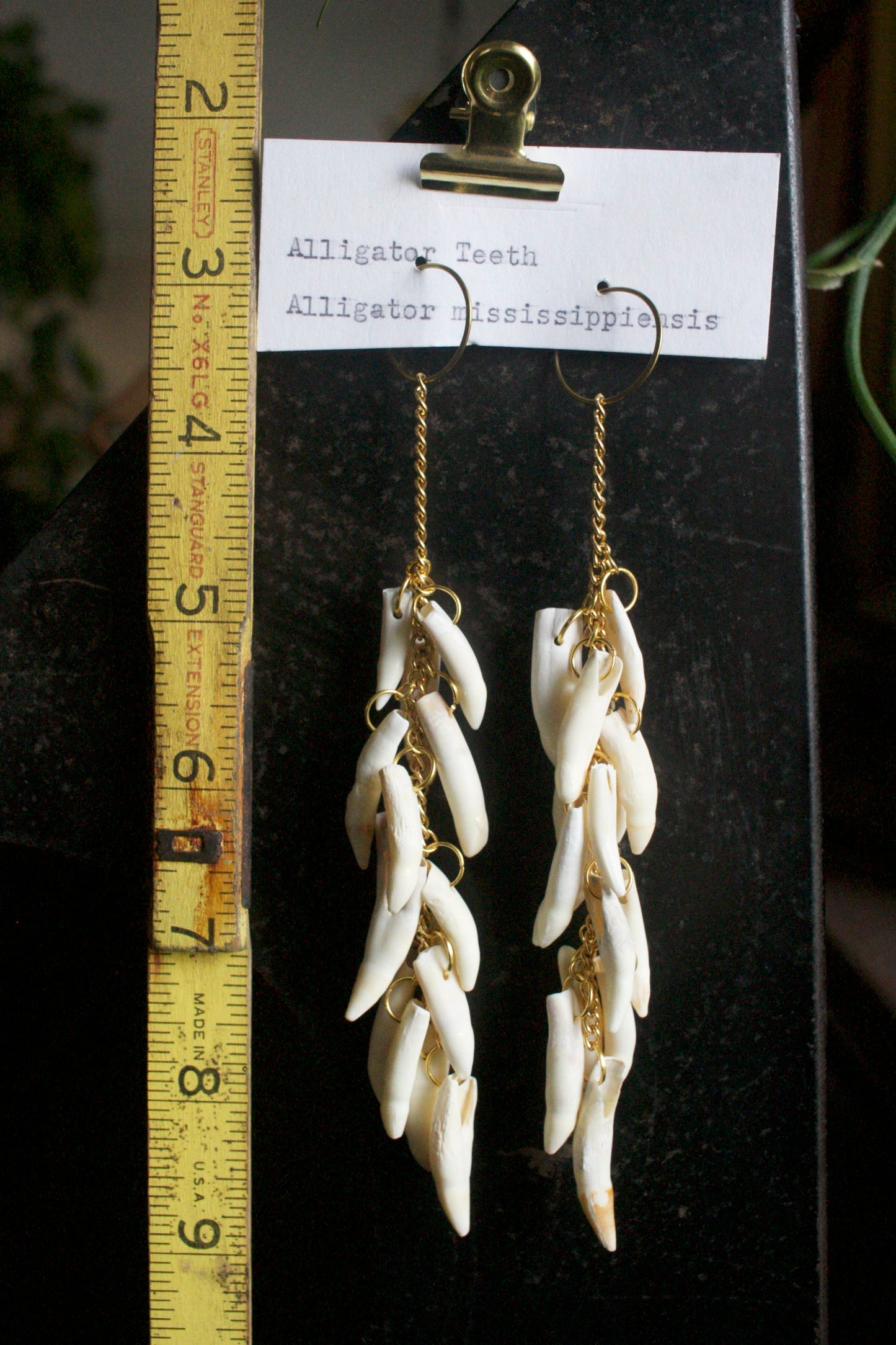 Alligator mississippiensis Dangles