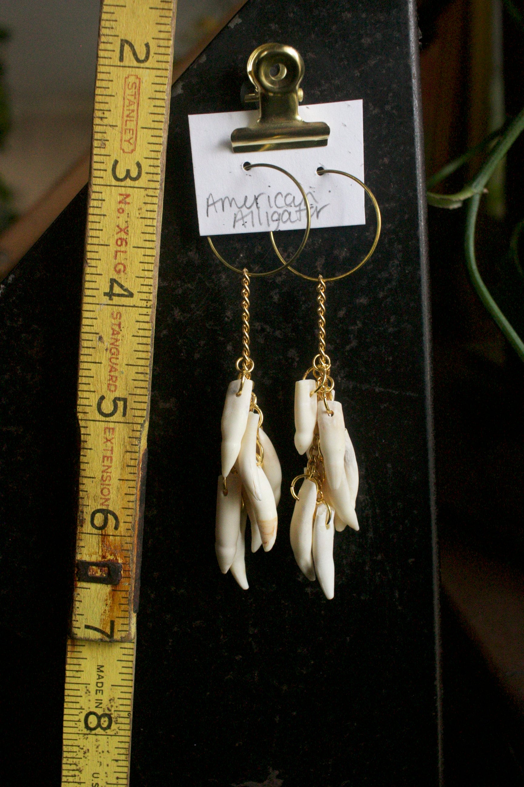 Alligator mississippiensis Dangles