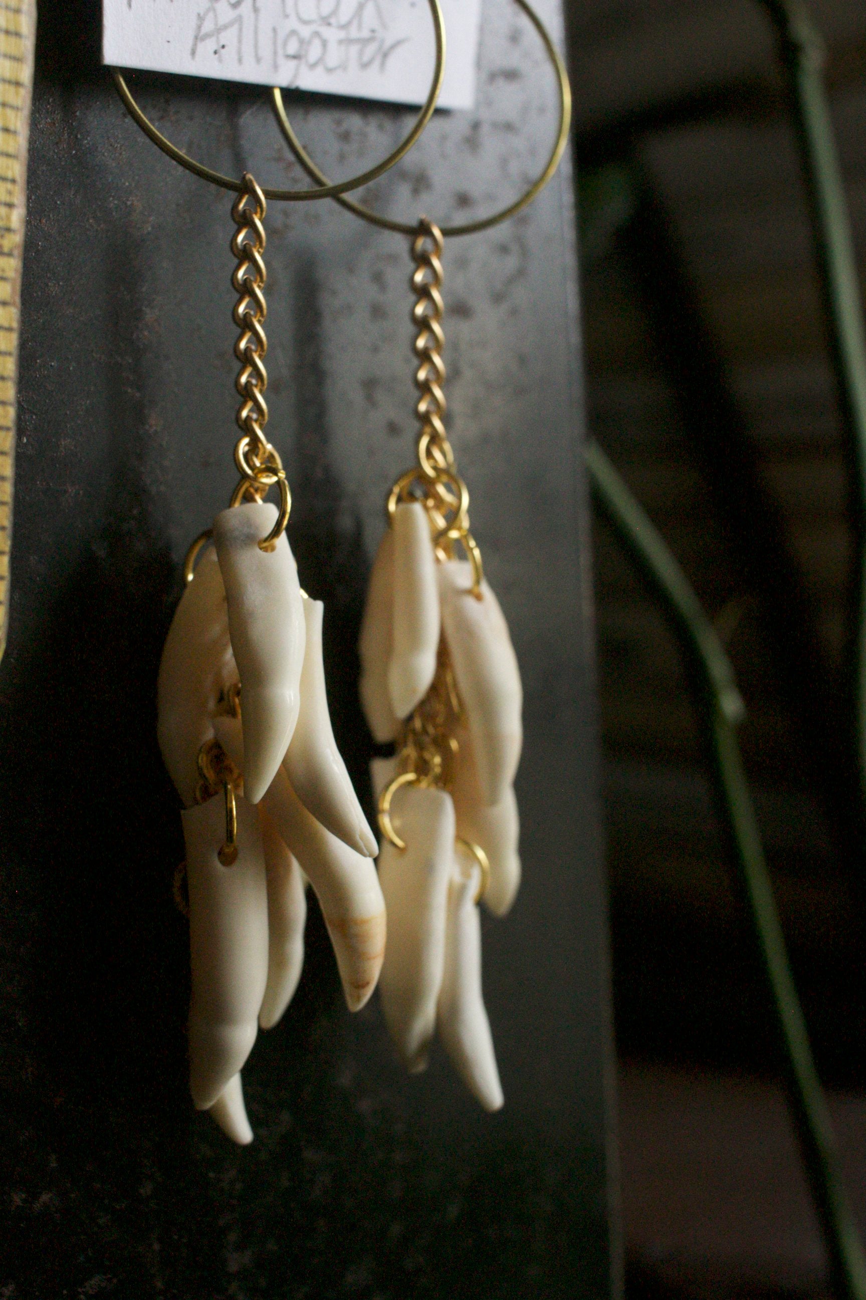 Alligator mississippiensis Dangles