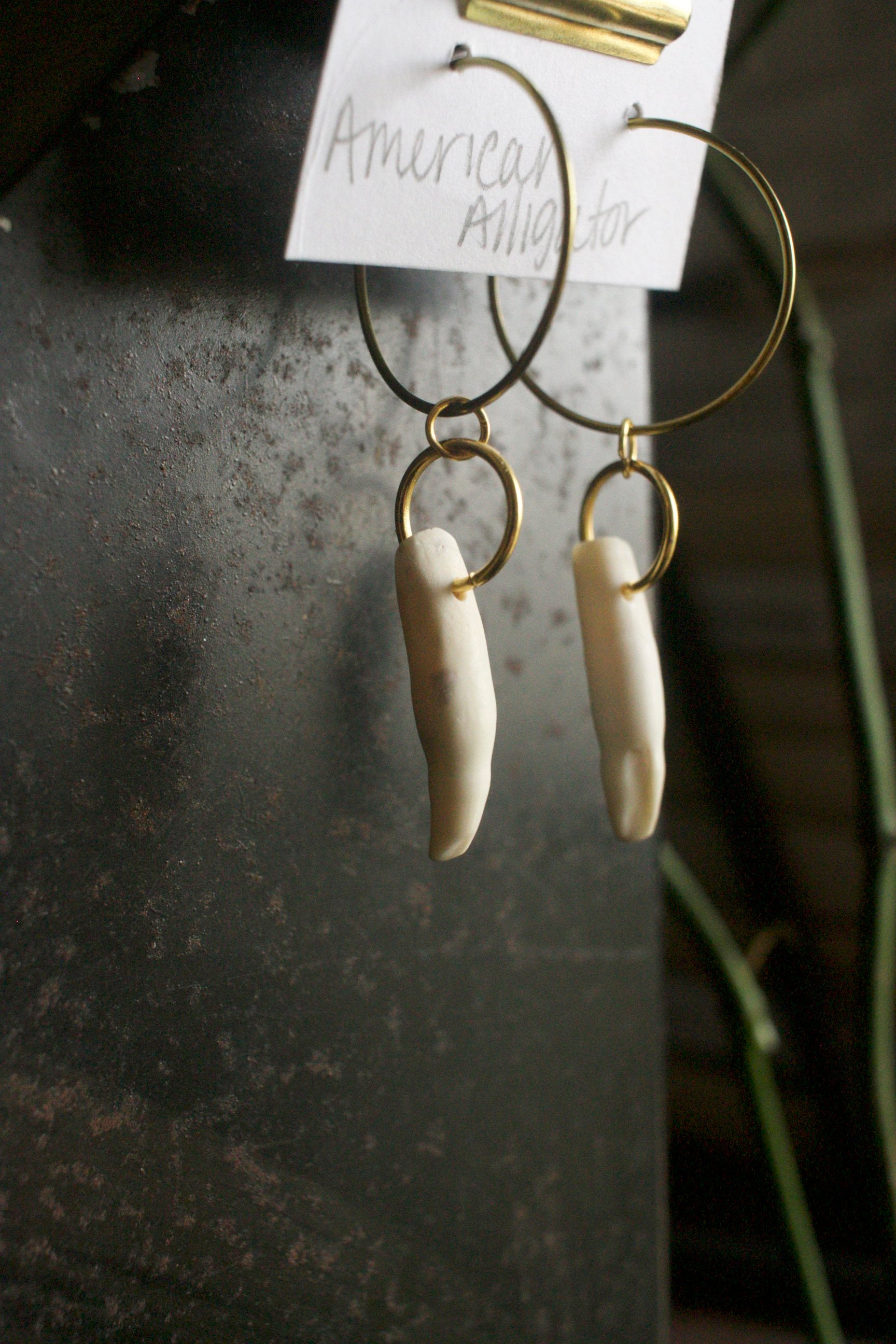 Alligator mississippiensis Tooth Dangles - Gold