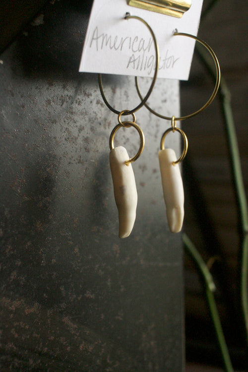 Alligator mississippiensis Tooth Dangles - Gold