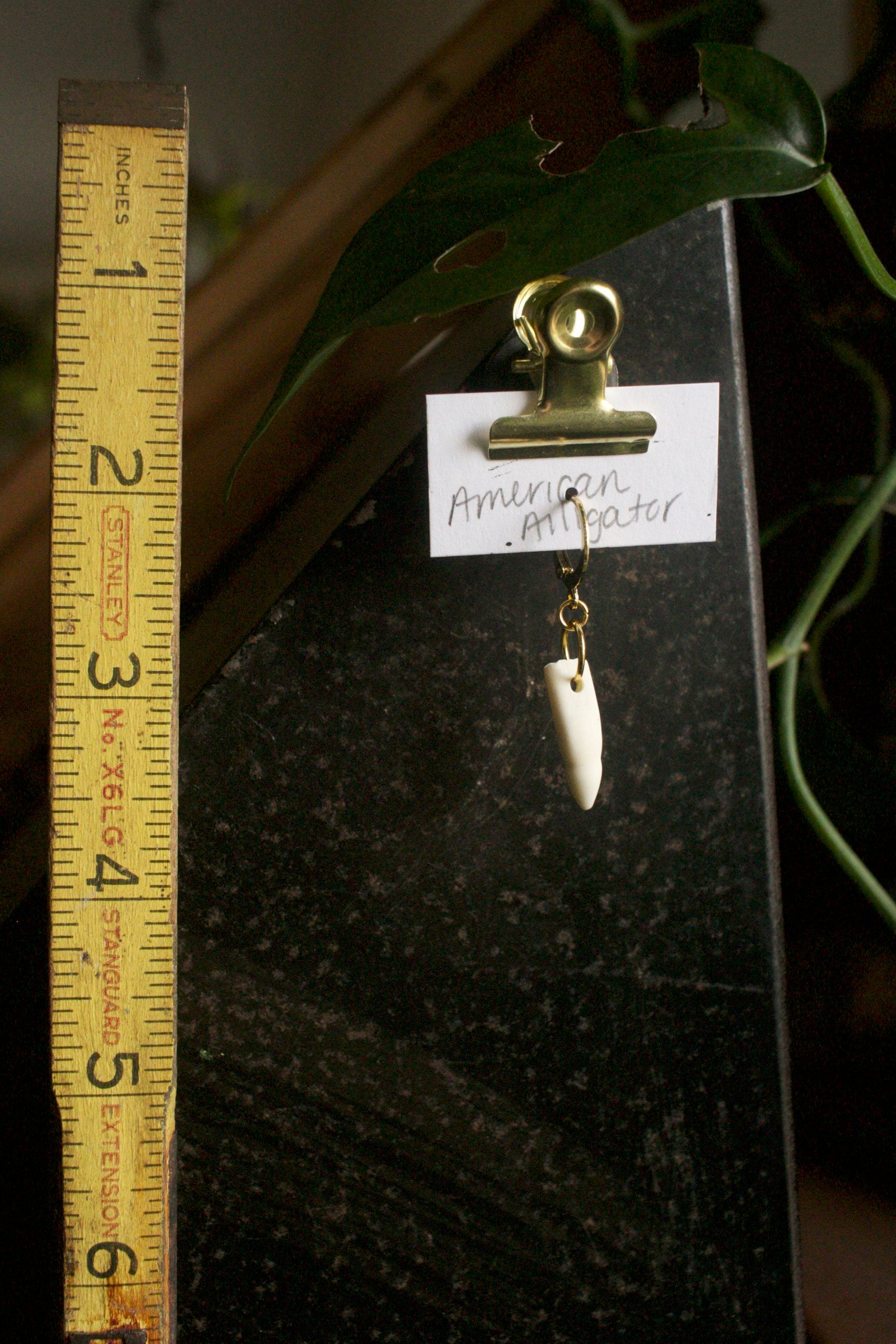 Alligator mississippiensis Loosie Tooth - gold