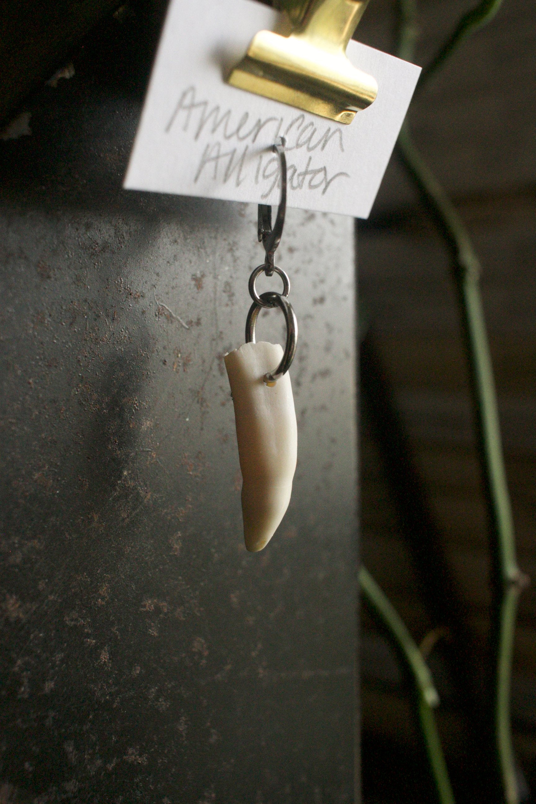 Alligator mississippiensis Loosie Tooth - silver