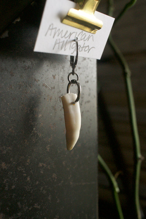 Alligator mississippiensis Loosie Tooth - silver